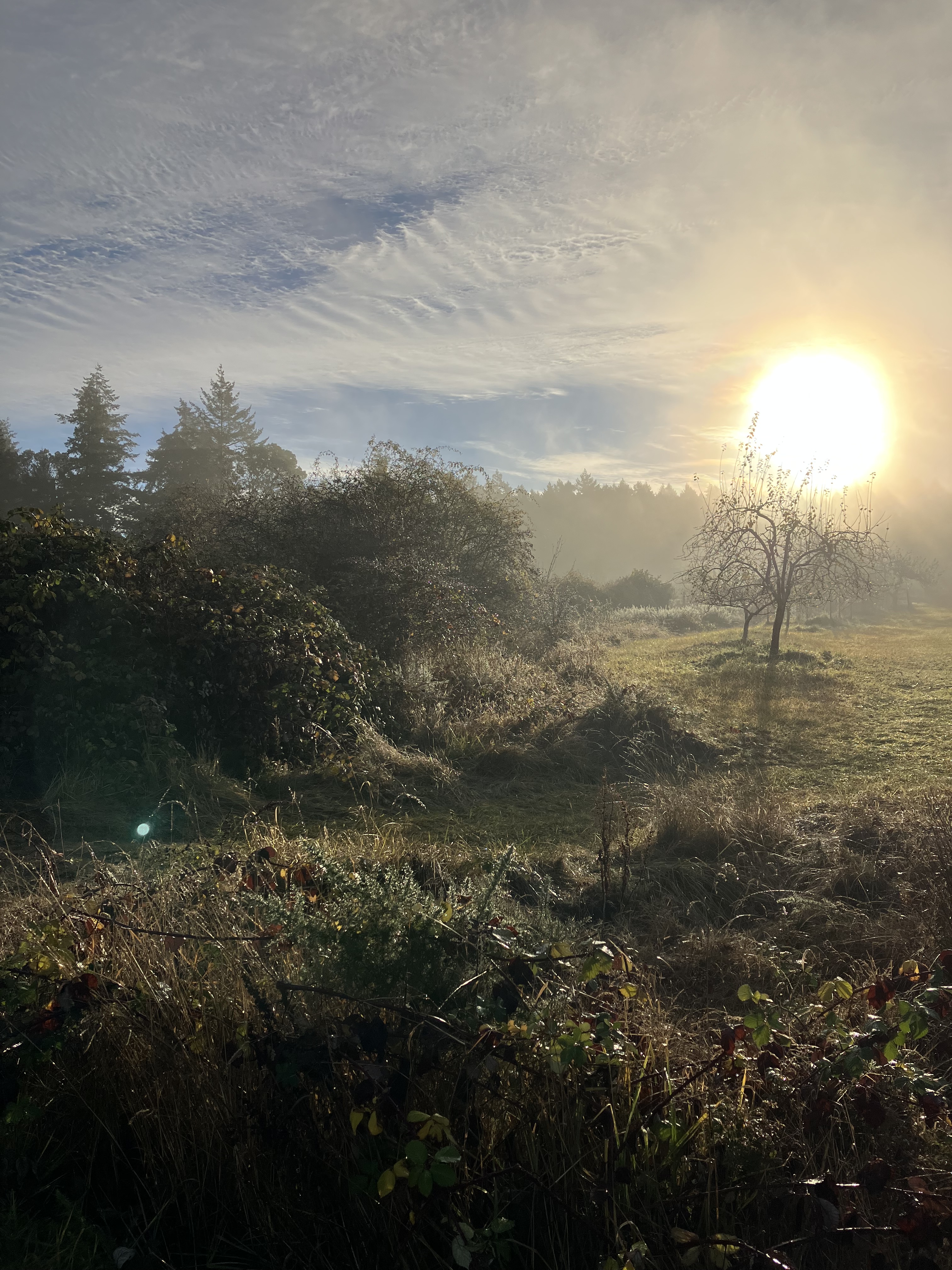 A path into the morning fog
